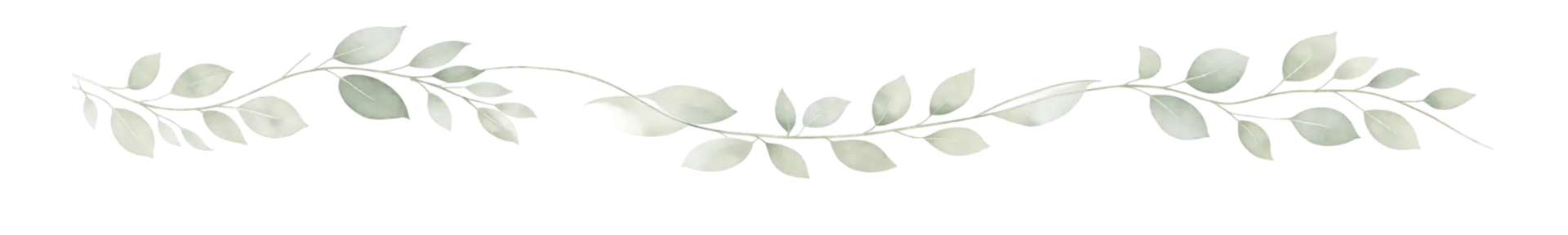 Hoja eucalipto japonés